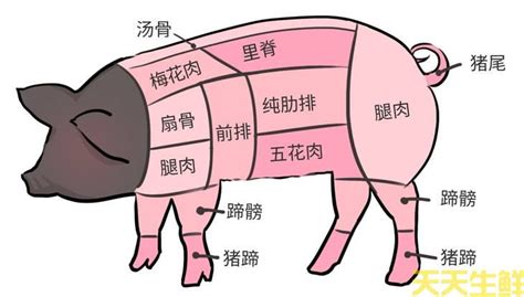 皇帝骨是什么|通常说“皇帝肉”是指猪身上的哪一部分？